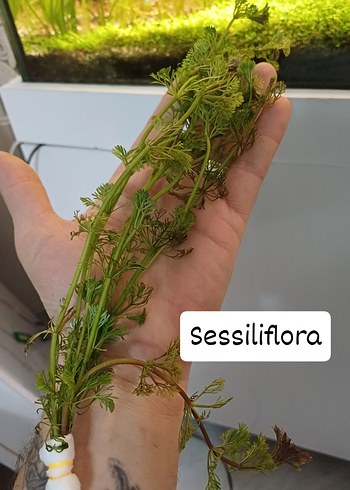 Sessiliflora Akvaryum Bitkisi