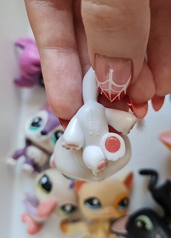 Beden Lps nadir eski seri shorthair miniş
