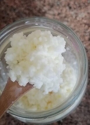 Kefir mayası 