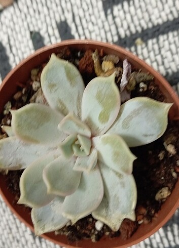 Lilacina