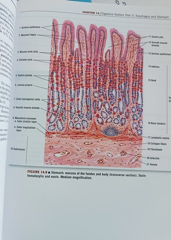 Tıp ve Anatomi Ders Kitapları Seti - Görsel 7
