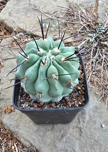 copiapoa dealbata