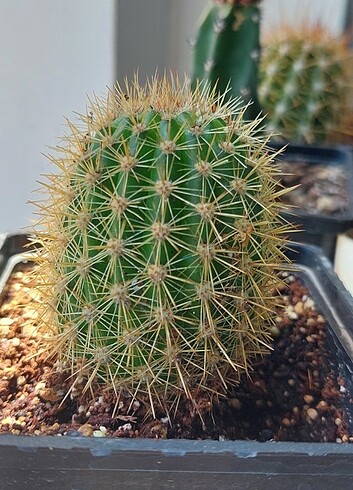 Kaktüs 