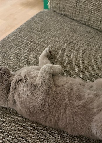 Lacoste Beyaz Erkek Sweatshirt - Görsel 9