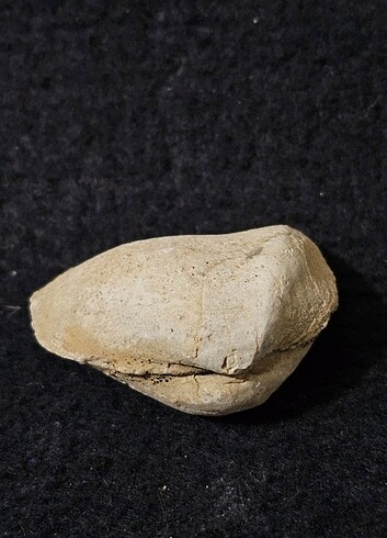 Midye fosil