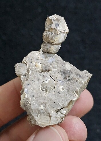 Gastropoda fosili