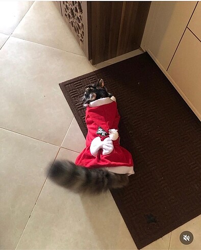 Köpek Kedi Giysi