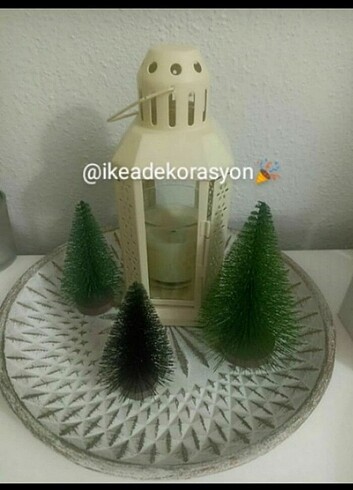  Beden Çam ağacı