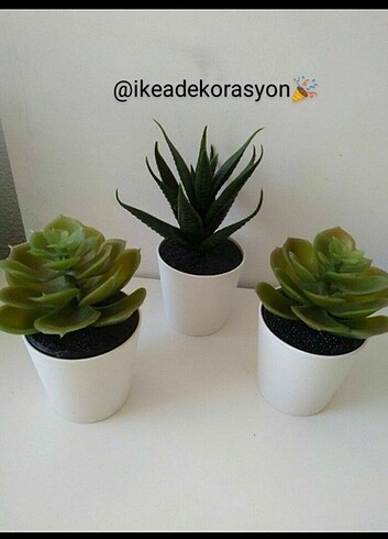 Ikea IKEA, kaktüs ,3 adet fiyatıdır ????