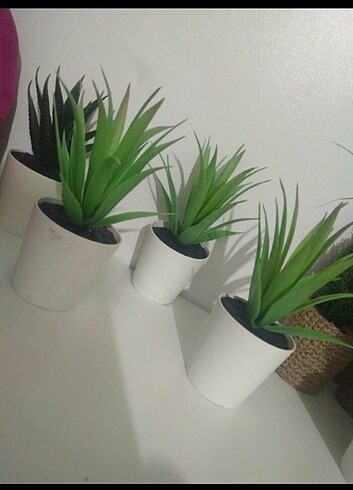  Beden IKEA, kaktüs ,3 adet fiyatıdır ????