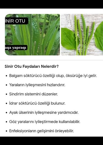 Diğer kuru sinirotu damarotu