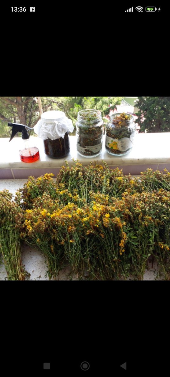 kantaron yağı 100 ml - Görsel 3