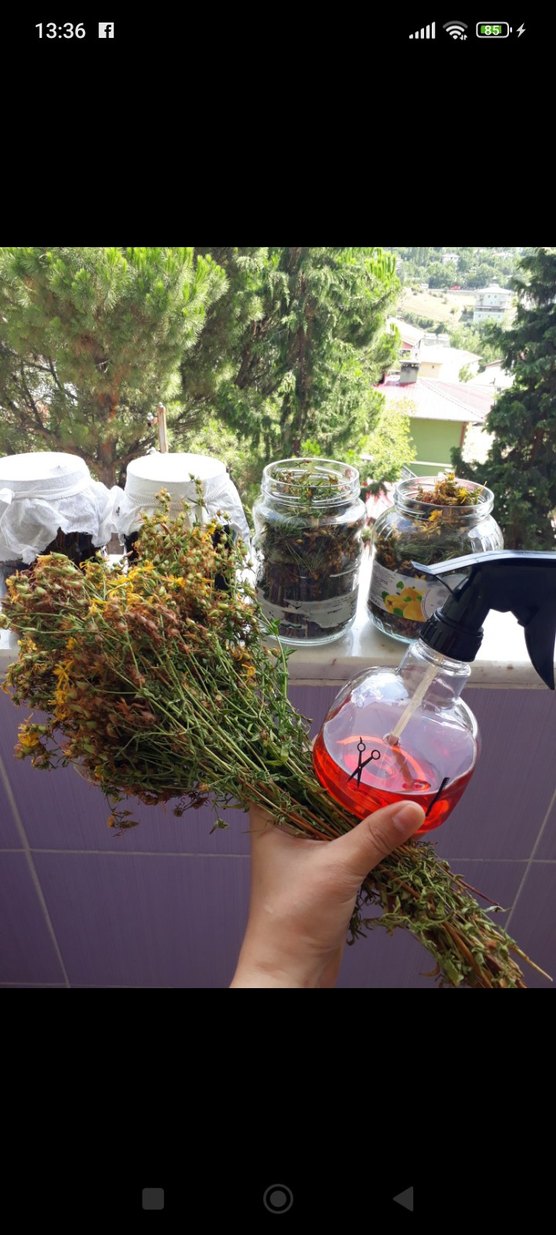 kantaron yağı 100 ml - Görsel 2