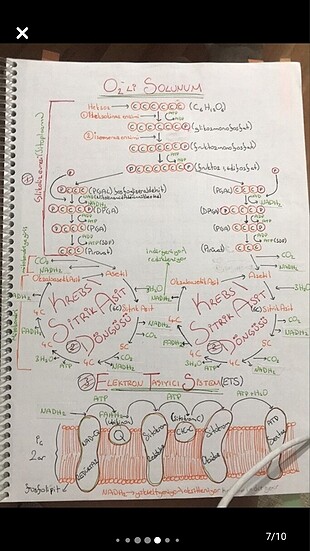  Beden Renk Tıp kitabı. Tıp 1. Ve 2. Sınıf için öğrenci notu üreme organelle