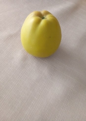 Beden Renk Dekoratif meyvalar