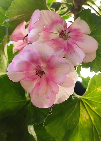 koko pembe sardunya