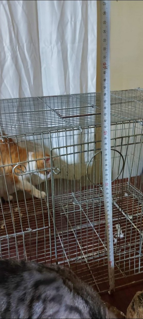 Gri Metal  kuş Kafesi - Görsel 4