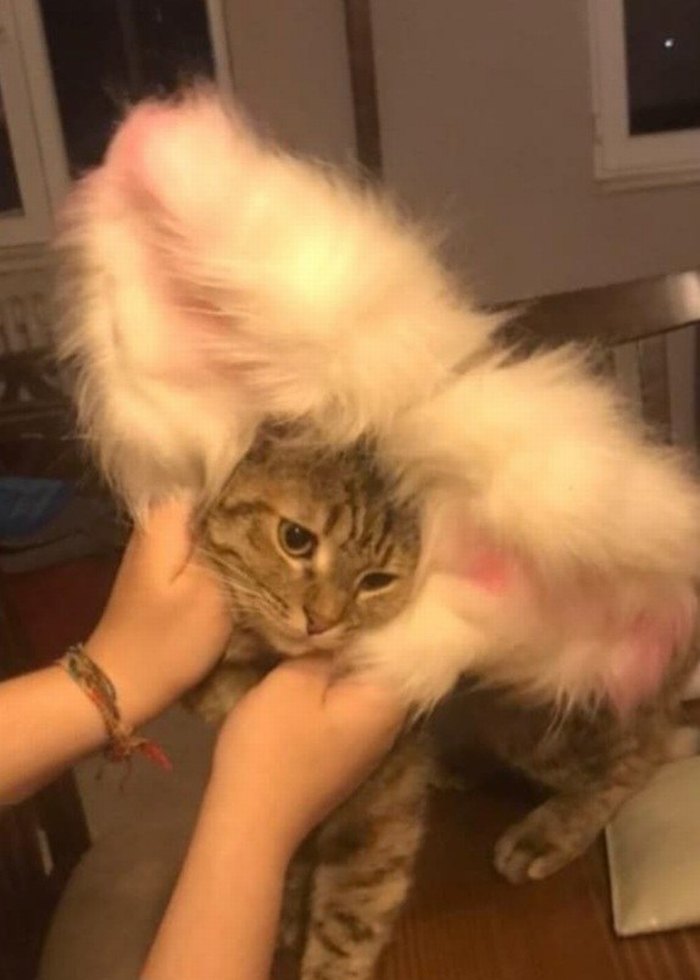 Beyaz Peluş Kedi Aksesuarı Kulaklar vs - Görsel 5