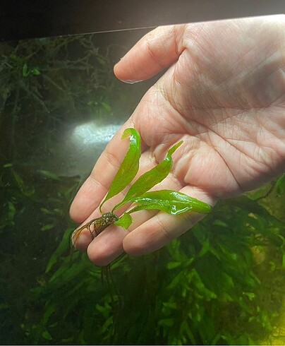 Java Fern Filizleri Akvaryum Bitkisi