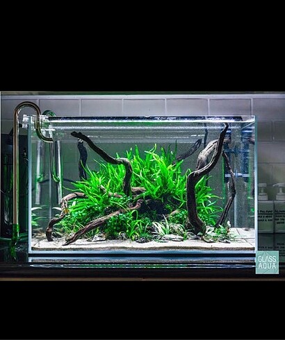 Java Fern Filizleri Akvaryum Bitkisi