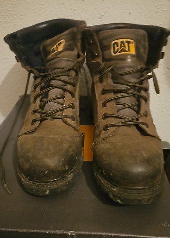 Cat 42