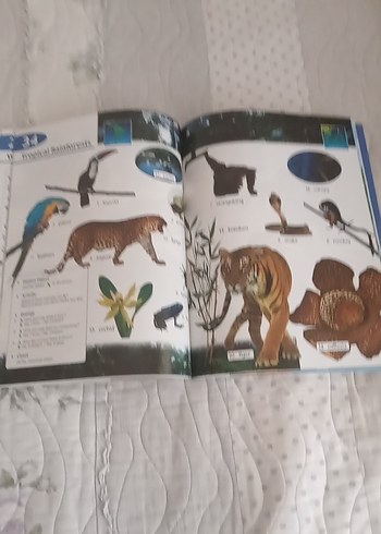 Longman Çocuklar için Resimli Sözlük - Görsel 3