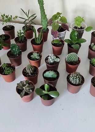 26 farklı bitki çeşidi set olarak satılık 