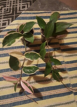 hoya sunrise ve crimsonqueen