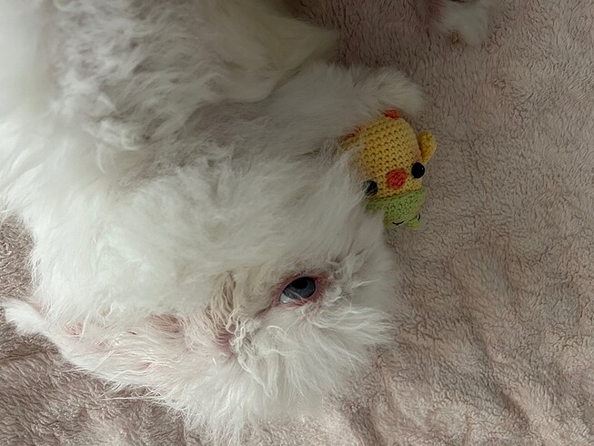 Cikcik anahtarlık - Görsel 3