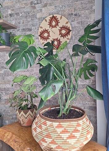 Diğer @afrikan.duvar.tabaklari