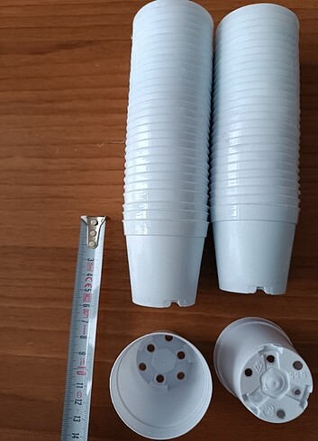 KAKTÜS SUKULENT SAKSİ 5.5 cm 50 ADET 