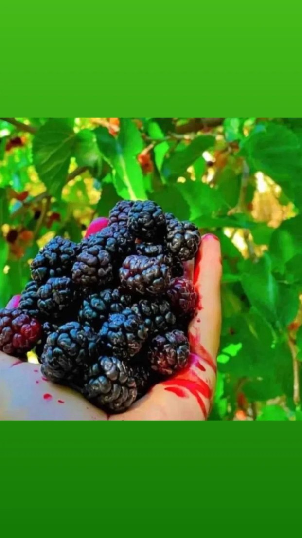 Karadut özü - Görsel 2