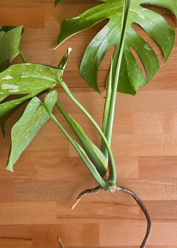 monstera thai constellation tepe çelik
