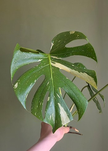 Beden yeşil Renk monstera thai constellation tepe çelik