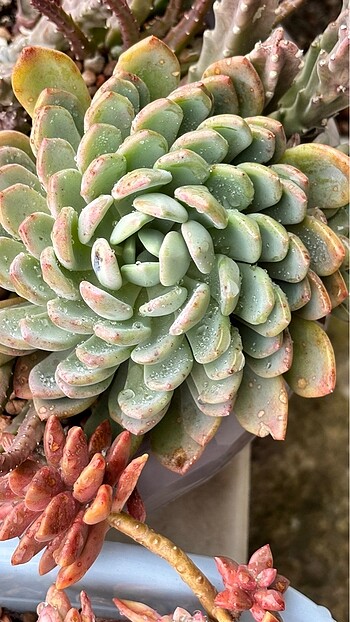 Pachyveria Clavifolia