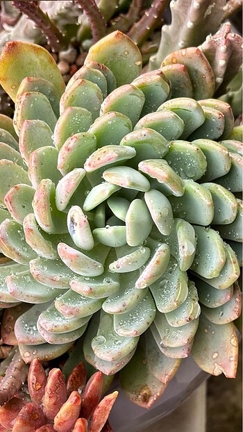 Çiçek Pachyveria Clavifolia