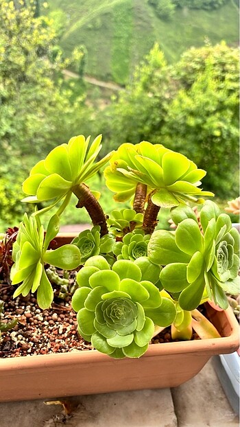 Aeonium Greenrose anaç bitki