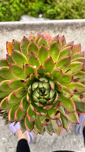 Echeveria Agavoides