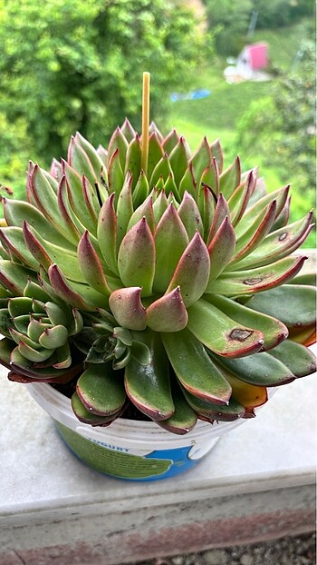  Beden Echeveria Agavoides