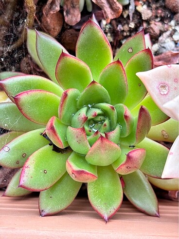 Echeveria Agavoides