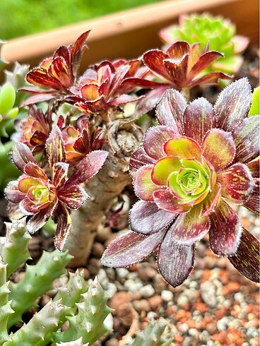 Aeonium Bing Bang