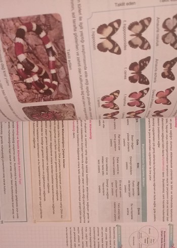 Beden Fen Bilimleri bumerang 8. Sınıf Etkinlikli Kitap