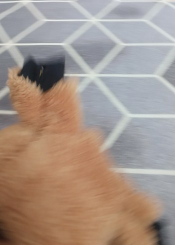 Kahverengi Peluş Kışlık Kedi için uygun - Görsel 3