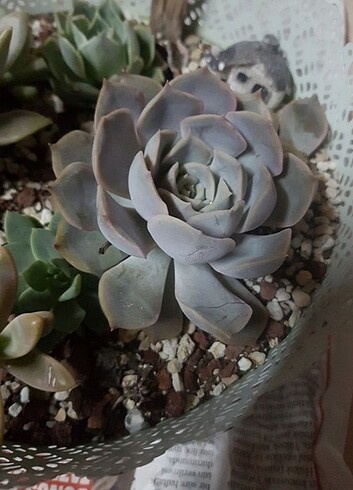 Echeveria orion 