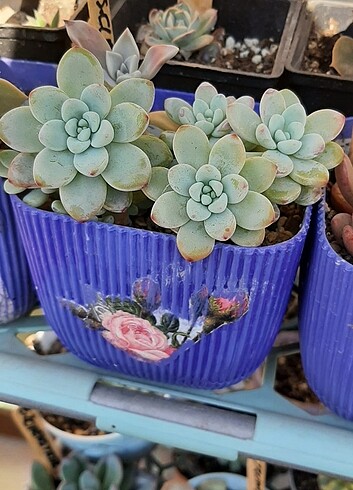Sedum clavatum 