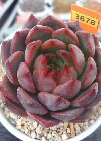 Echeveria roma