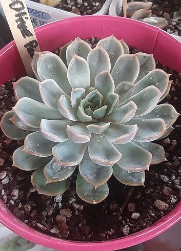 Echeveria olive pearl 