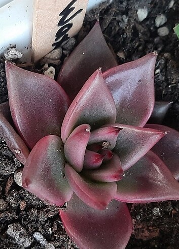 Agavoides romeo wax