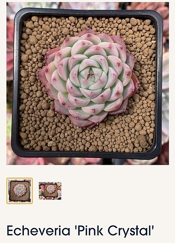 Echeveria pink crystal 