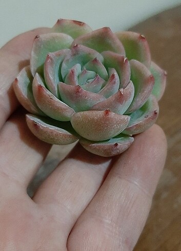Diğer Echeveria pink crystal 